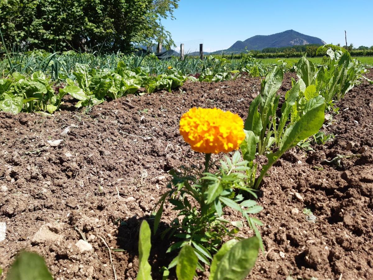 Agriturismo Alba Baone Екстериор снимка